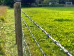 Tiger Barbed Wire Twisted - Image 2